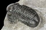 Gerastos Trilobite Fossil - Morocco #125236-4